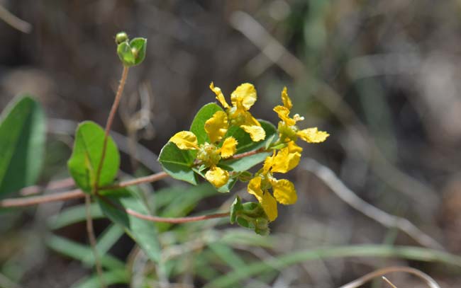 Aspicarpa hirtella, Chaparral Asphead, Southwest Desert Flora